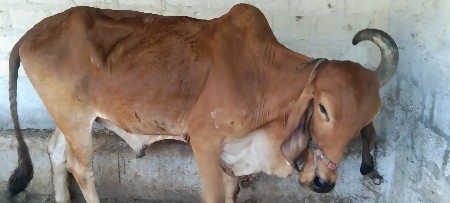 બળદ વેચાણ છે