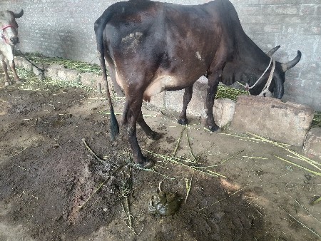 તાજીવયાણેલી