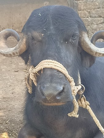 નામ રમેશ ભાઈ ગામ ભાડથર