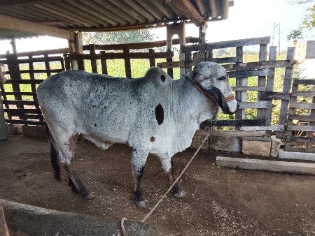 વાસળી વેચવાની છે