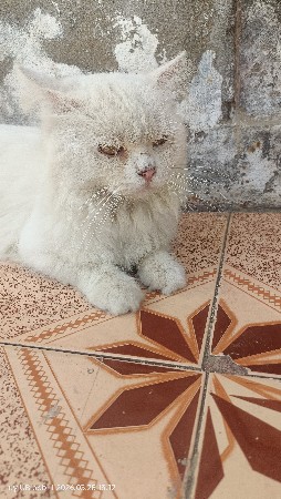 parsiyan cat Mel બિલાડી 😺