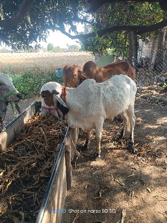 थंबनेल 2