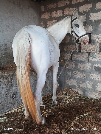 ઘોડી વેચવાની છે