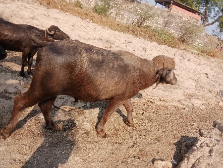 थंबनेल 3