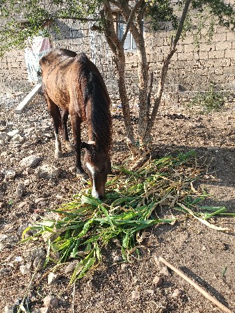 ધોડી છે 4મયનાસભરછે