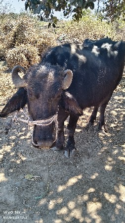 કીંમત છે 110000