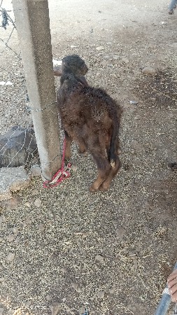 થંબનેલ 3