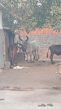 બળદ વેચવાના છે