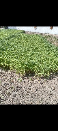 ટમેટા 🍅 નો રોપ વેશવાનો શે