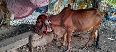 थंबनेल 2