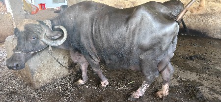 થંબનેલ 3