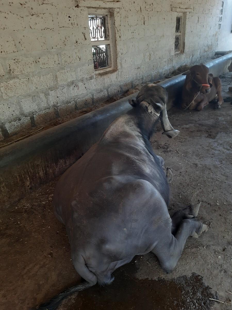 थंबनेल 3