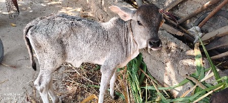 थंबनेल 2