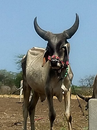 25000 રૂપિયા કિંમત આવું છે ભાઈ