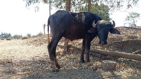 थंबनेल 3