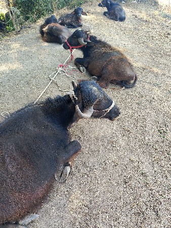 પાંચ વહેંચવાના છે