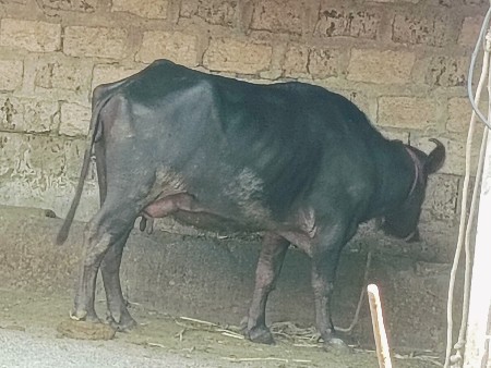 ભેંસ વેસવાની છે