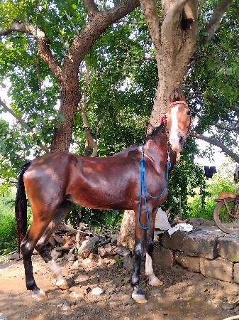 थंबनेल 2