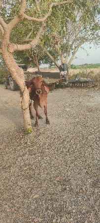 થંબનેલ 3