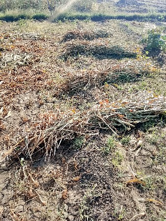 બાજરીના પુરા વેચવાના છે