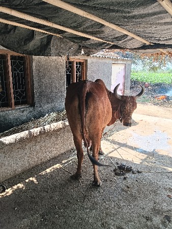 થંબનેલ 3