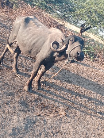 थंबनेल 2