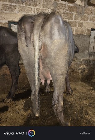 थंबनेल 2