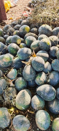 તરબૂશ ની કસરી દેવાની છે