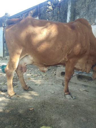 ગાય વેચવાની છે