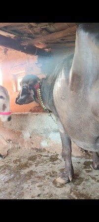 ભેંસ વેચવાની છે