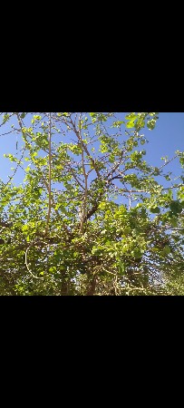 ગુનંદા નો બગીચો