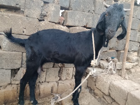 બકરા વેચવા ના સે