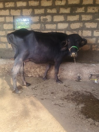 थंबनेल 3