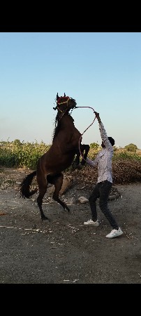 થંબનેલ 3