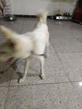 પોમેડિયન મેલ દેવાનો છે