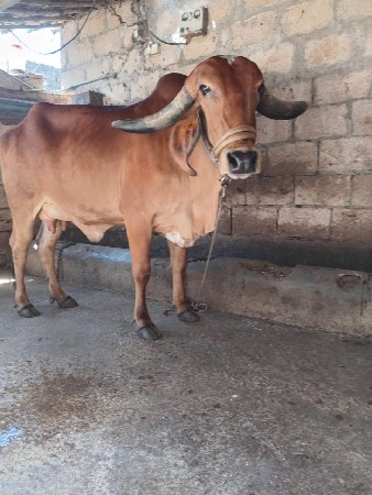 ગાય વેચવાની છે