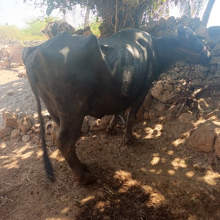 ભેંશ વેચવાની છે