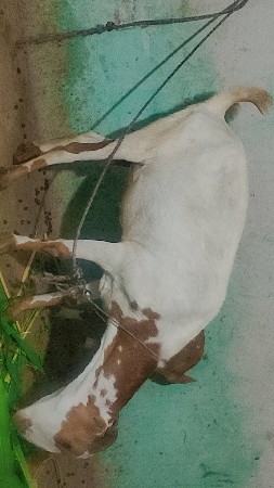 1 barbari gidi Ane bakri