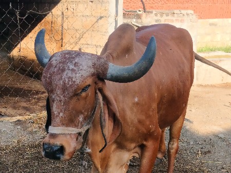 ગાય વેચવા ની છે