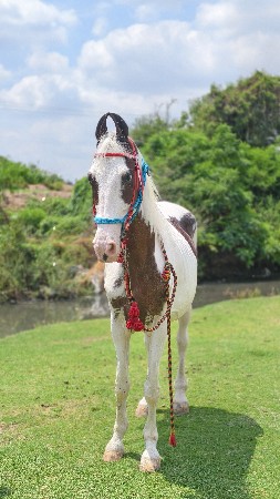 થંબનેલ 3