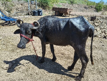 bhesh વેચવાની she