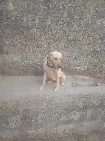 લેબ ની ફિમેલ છેસાટા પણ કરવાના છે