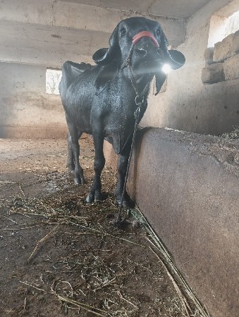 થંબનેલ 2