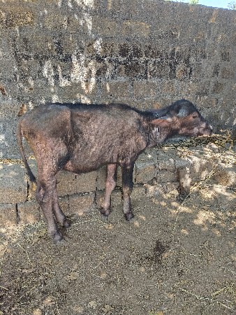 પાડી વેચવાની છે