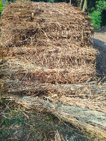 બાજરા નો ચારો