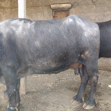 ભેંસ વેચવાની છે ૧૮દિવસની કાચી