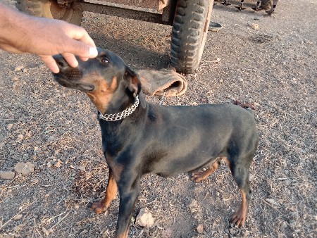 થંબનેલ 3