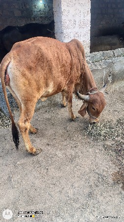 ઓળકી વેચવાની છે