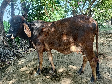 थंबनेल 3