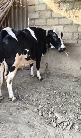 કોર્સ ગાય વેચવાની છે.